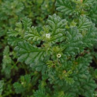 Coldenia procumbens L.